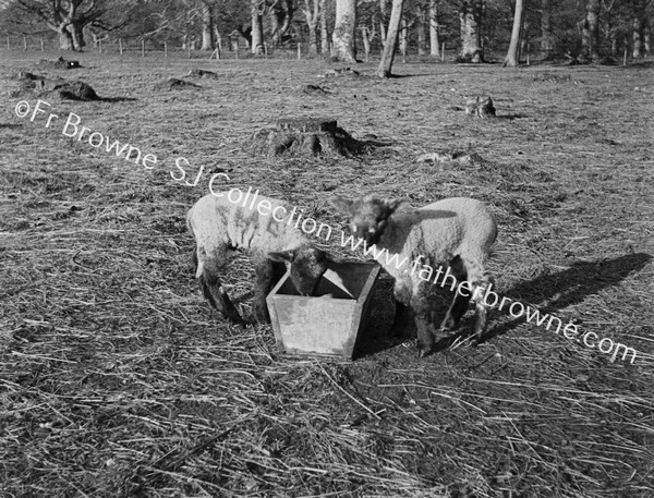 LAMBS FEEDING